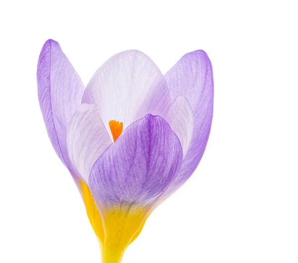 Isolato fiore di croco viola — Foto Stock