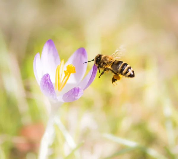 Flying honeybee pollinating a purple crocus flower — Stock Photo, Image