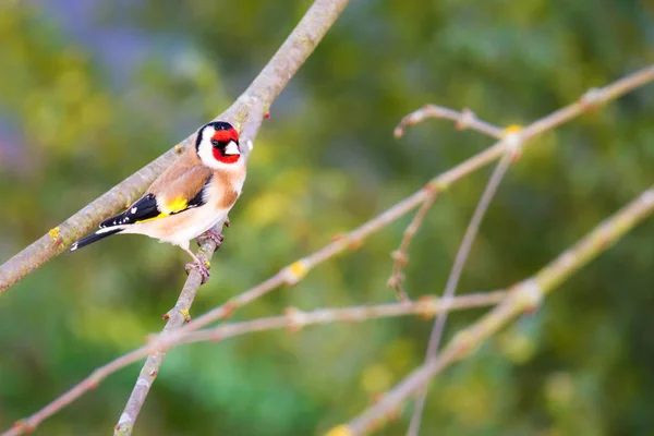 Goldfinch europeu sentado no ramo de uma árvore — Fotografia de Stock
