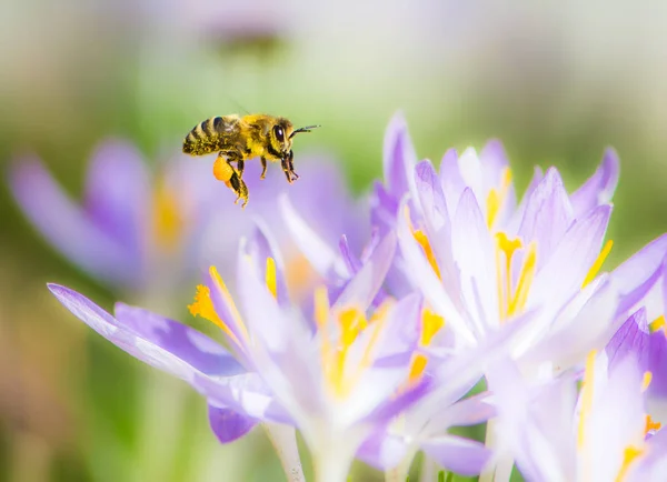 Flyvende honningbi bestøver en lilla krokus blomst - Stock-foto