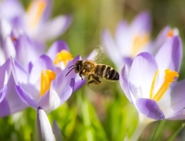 Flying honeybee pollinating a purple crocus flower — Stock Photo, Image