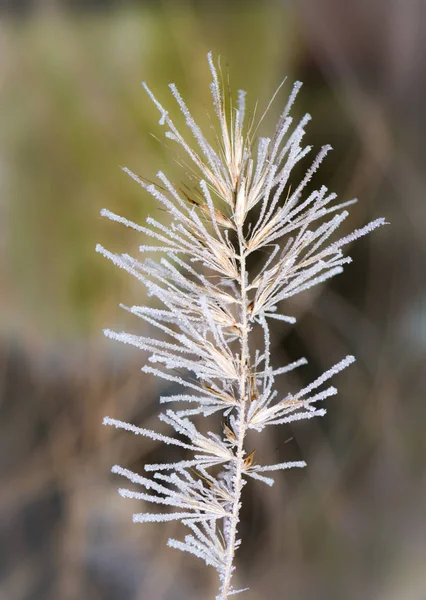 Detailní záběr na zamrzlé trávě — Stock fotografie