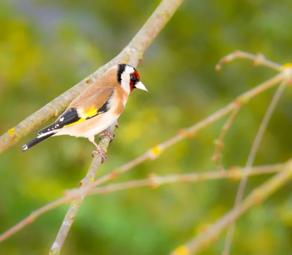 Goldfinch europeu sentado no ramo de uma árvore — Fotografia de Stock