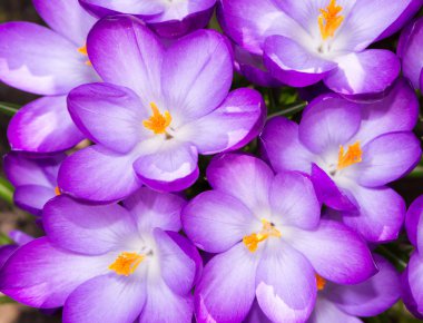 Mor çiçek Çiğdem çiçekleri arka plan