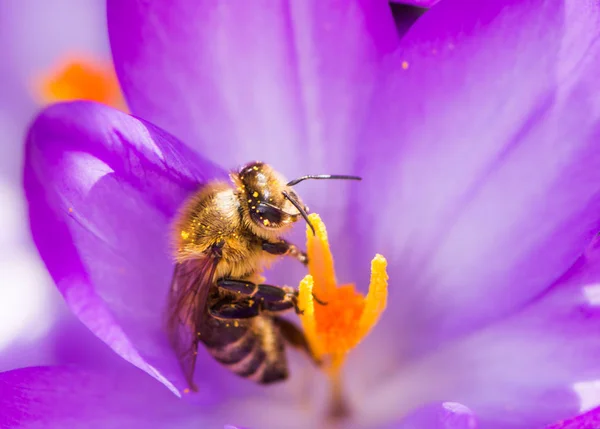 蜜蜂授粉一朵紫色的番红花花 — 图库照片