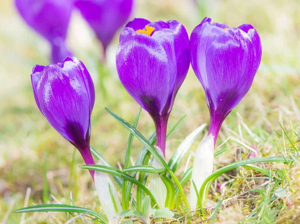 Flores de cocodrilo púrpura en primavera — Foto de Stock