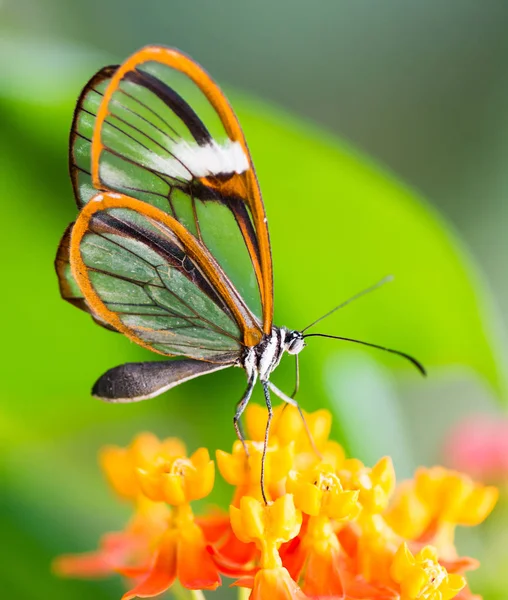 Maco of a glasswinged butterfly on a flower — Stock Photo, Image