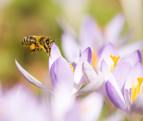 Flyvende honningbi bestøver en lilla krokus blomst - Stock-foto