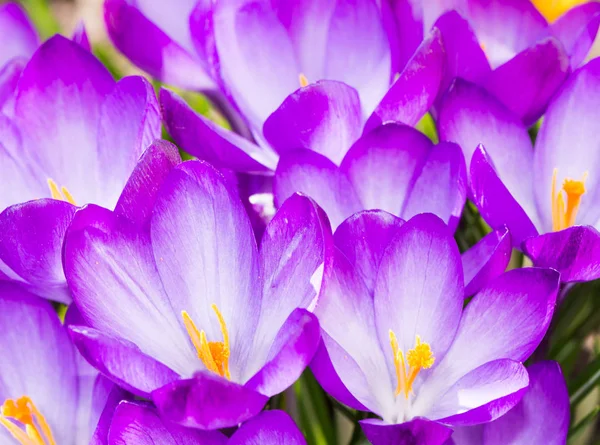 Fond de fleur de crocus violet fleurs — Photo