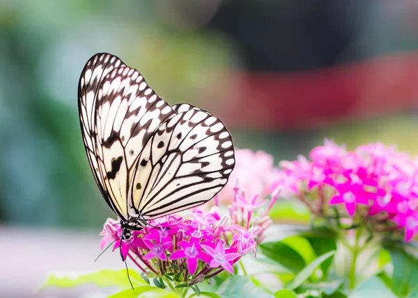 Grote boom nimf vlinder op een bloem bloesem — Stockfoto