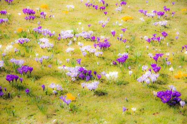 Jarní pozadí s různými crocus květy — Stock fotografie