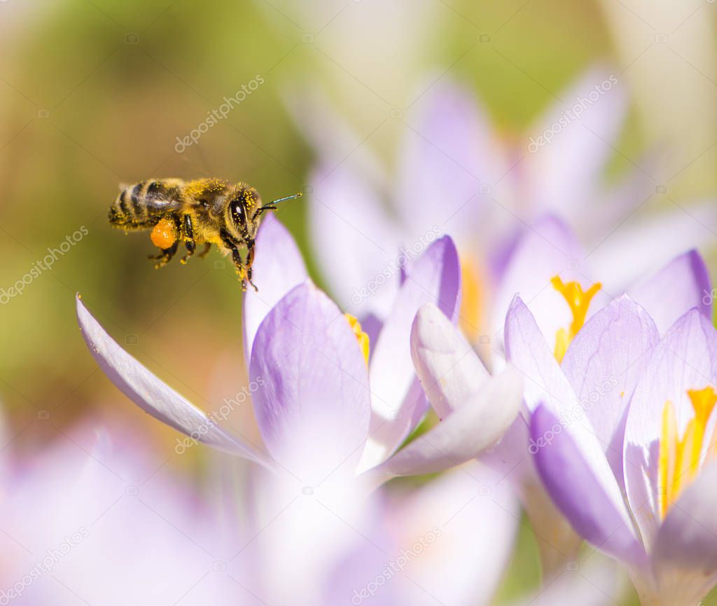 Flying honeybee pollinating a purple crocus flower