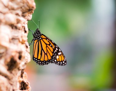 Monarch kelebek makro