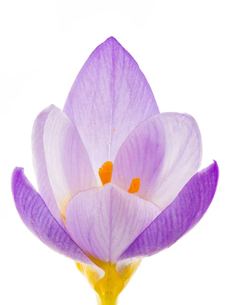 Na białym tle fioletowy krokus kwiat kwitnąć — Zdjęcie stockowe