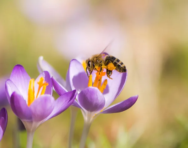 Flying honeybee pollinating a purple crocus flower — Stock Photo, Image