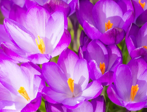 Lila Krokusblume blüht Hintergrund — Stockfoto