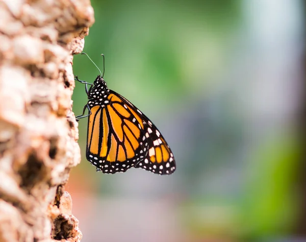 Närbild av en Monarkfjärilen — Stockfoto