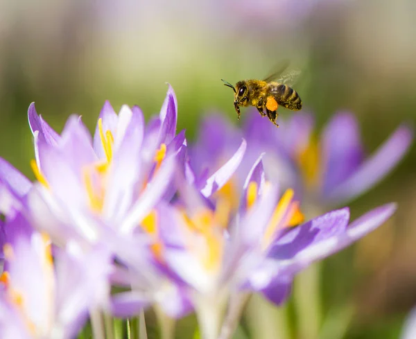 Flying honeybee pollinating a purple crocus flower — Stock Photo, Image