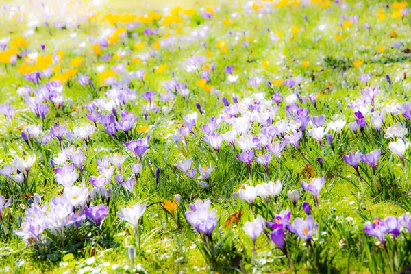 Fondo de primavera con varias flores de azafrán — Foto de Stock