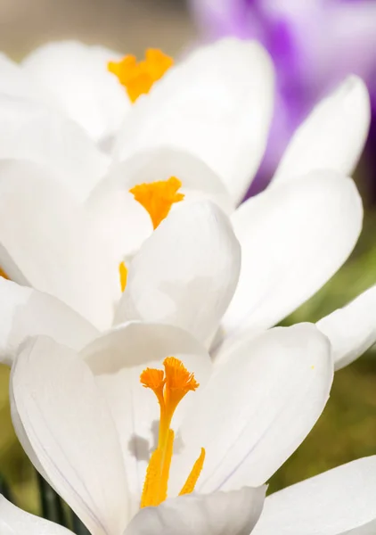 Flores de flor de croco branco — Fotografia de Stock