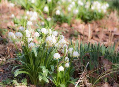 Bahar snwoflake çiçek çiçeklenme