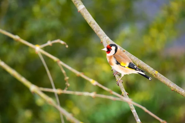 Chardonneret d'Europe assis sur la branche d'un arbre — Photo