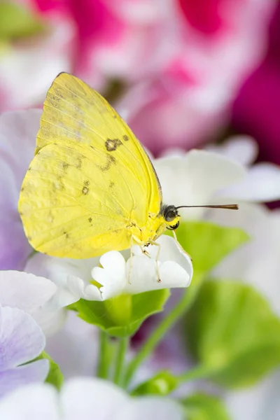 Makro bir turuncu çubuklu kükürt kelebek çiçek çiçek üzerinde — Stok fotoğraf