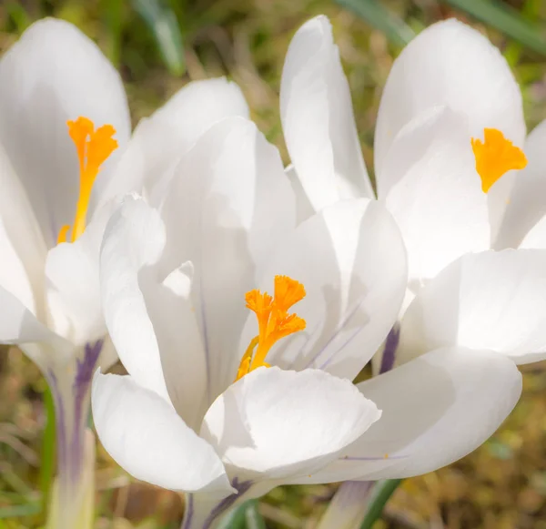 White crocus flower blossoms — Stock Photo, Image