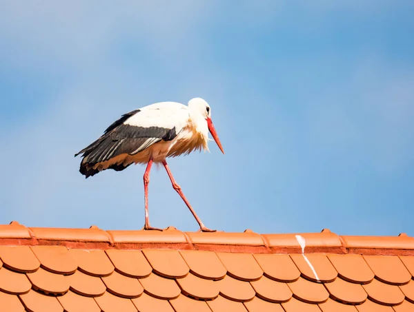 Cigüeña blanca caminando por el techo — Foto de Stock