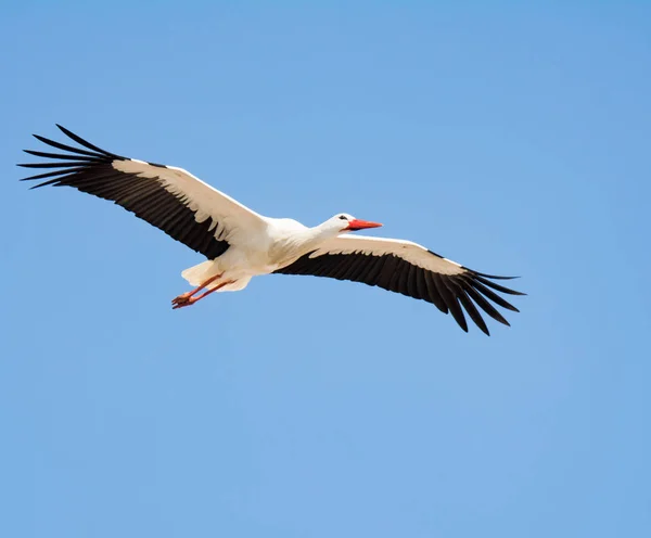 Flying white stork with blue sky — Stock Photo, Image