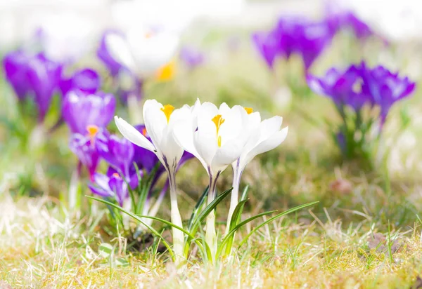 Flores de corcus púrpura y blanca en la hierba — Foto de Stock