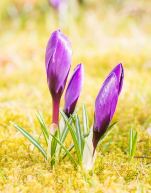 Mor Çiğdem çiçek tomurcukları bahar