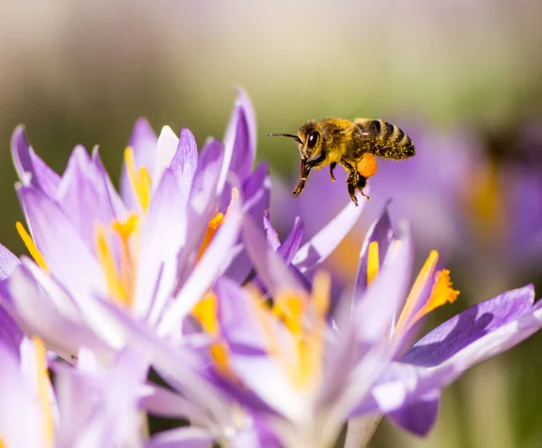 Flying honeybee pollinating a purple crocus flower — Stock Photo, Image