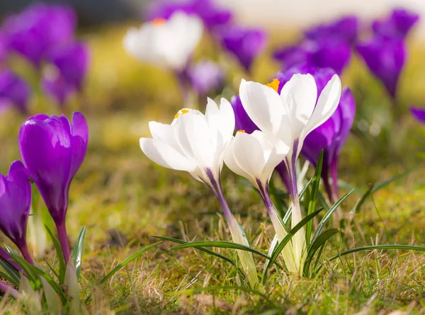 Flores de corcus púrpura y blanca en la hierba — Foto de Stock