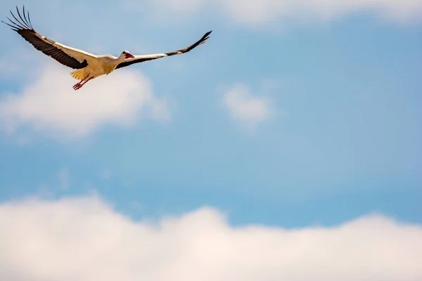 Fliegender Weißstorch mit blauem Himmel — Stockfoto