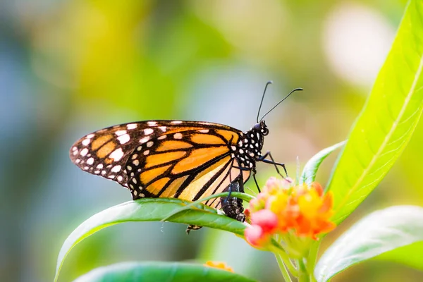 Macro de uma borboleta de Monarca em uma flor — Fotografia de Stock