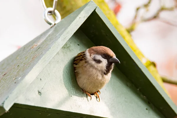 Eurasian Tree Sparrow i et fuglehus – stockfoto