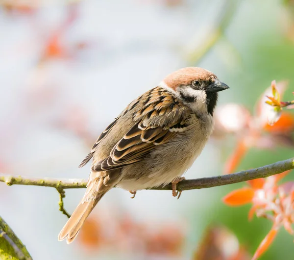 Eurasian Tree Sparrow sitting on a twig — Stock Photo, Image