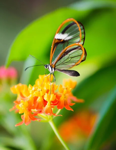 Glasswinged 上一朵花，蝴蝶 Maco — 图库照片