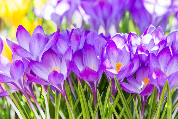 Krokusblüten lila — Stockfoto