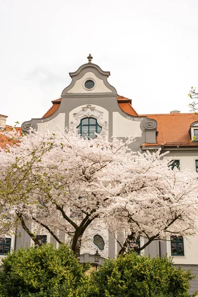 Árbol floreciente en un edificio del gobierno Augsburgo — Foto de Stock