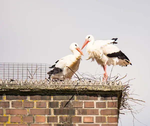 White stork couple in their nest on a chimney — Stock Photo, Image