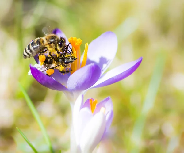 Abeille volante pollinisant une fleur de crocus pourpre — Photo