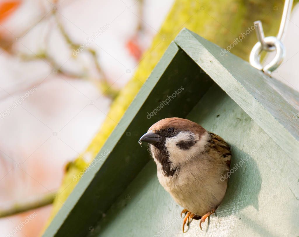 Eurasian Tree Sparrow in a Birdhouse