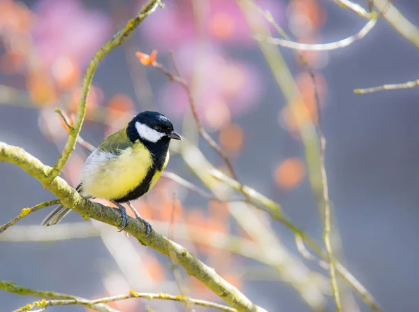 Stora Tit fågeln sitter på en gren — Stockfoto