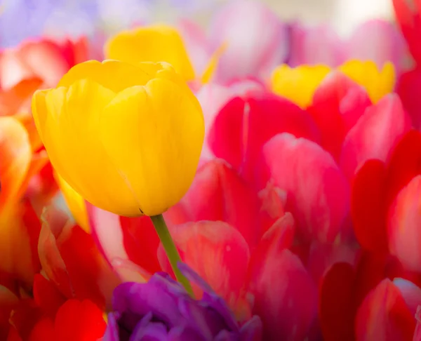Outstanding yellow tulip in a flower bed — Stock Photo, Image