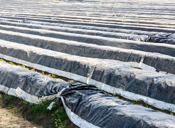 Campo di asparagi ricoperto di pellicola di plastica — Foto Stock