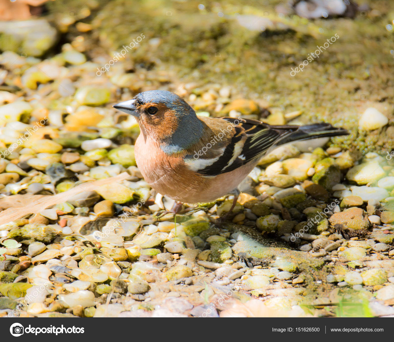 Gros Plan Dun Oiseau Pinson Des Arbres Photographie