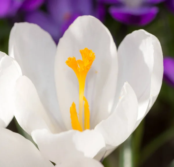 Цветок белого крокуса — стоковое фото
