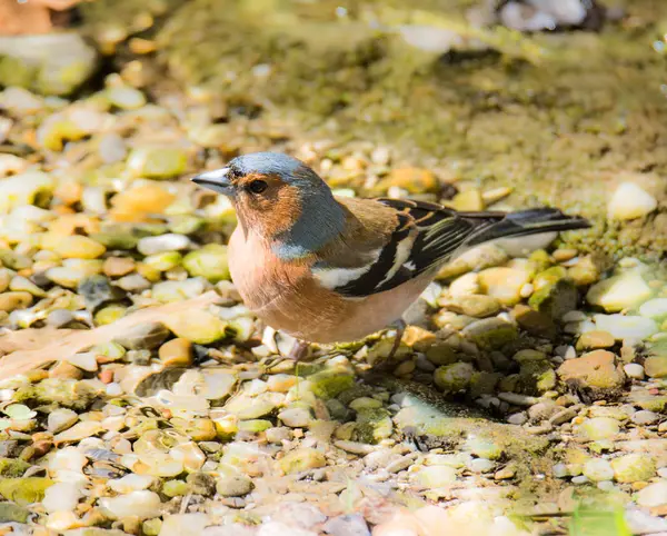 Close-up van een vink-vogel — Stockfoto